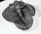 Scotoharpes Trilobite With Free-Standing Genals #56541-4